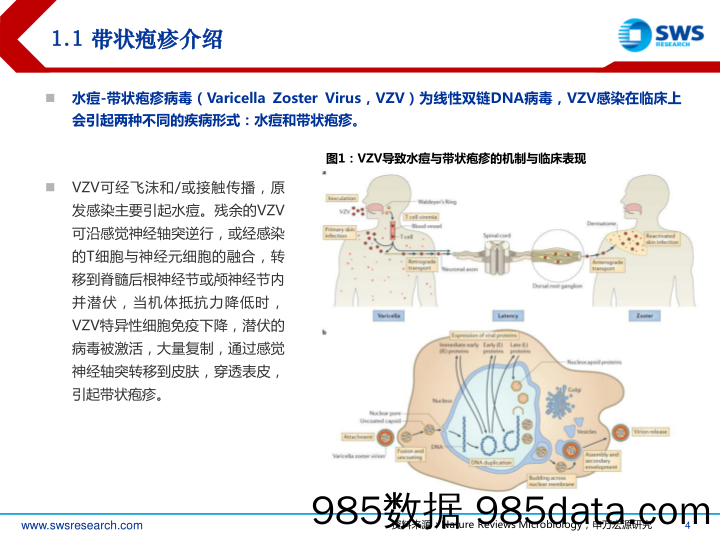 医药行业重磅疫苗系列深度报告（一）：带状疱疹疫苗，关注老年群体需求-20221209-申万宏源插图3